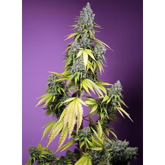 Jet Fuel Mandarine XL Auto, Фасовка: 5+2